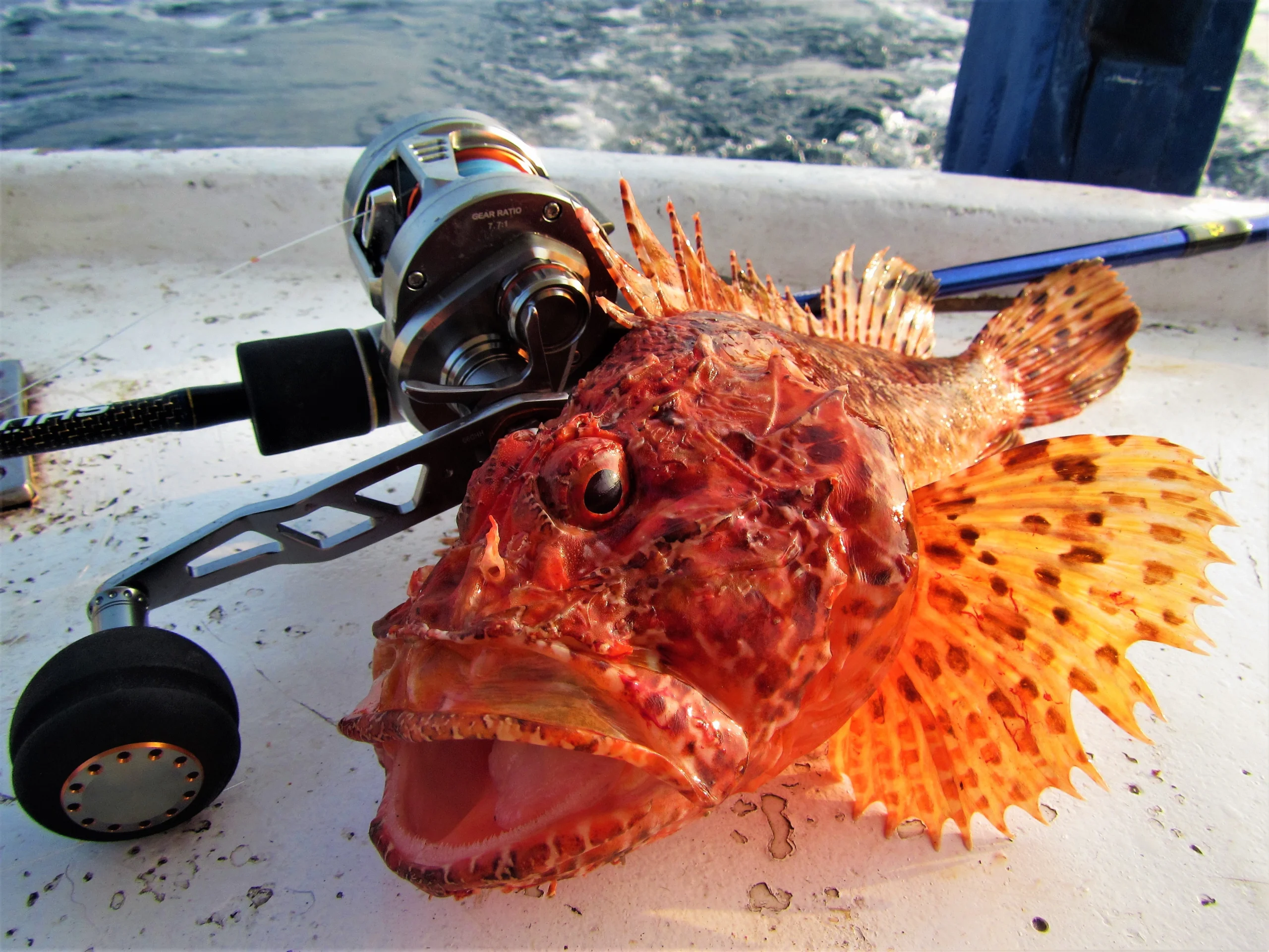 fishing, fishing tours, kulf fishing